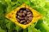 Agricultura Brasileira: importância, perspectivas e desafios para os profissionais dos setores agrícolas e florestais