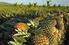 Fenologia e escalonamento da produção do abacaxizeiro 'Smooth Cayenne' no Cerrado de Mato Grosso
