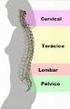 Coluna Vertebral e Crâneo