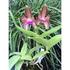 Cattleya leopoldii Verschafelt