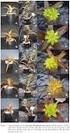 Seleção de genótipos de Dendrobium phalaenopsis (Orchidaceae) nas fases de propagação in vitro e aclimatização