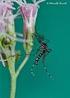 Aedes albopictus (SKUSE, 1894) (Diptera: Culicidae)