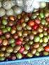 Hog plum post-harvest characterization in different stages of maturation