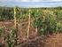 CICLOS DE PODA EM LAVOURAS CAFEEIRAS CONDUZIDAS NO SISTEMA SAFRA ZERO PRUNING CYCLES IN COFFEE FIELDS SUBMITTED IN THE SAFRA ZERO SYSTEM