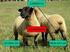 O papel das verminoses na criação de ovinos e caprinos