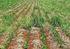 Sistemas de manejo de plantas daninhas na pré-semeadura da soja 1. Weeds management systems in soybean pre-planting