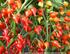 Conservação pós-colheita de pimentas da espécie Capsicum chinense