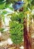 Manejo de água em cultivo orgânico de banana nanica