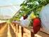 Produção de cultivares de morango de Dia Neutro em função de adubações com nitrogênio, durante o verão de Ponta Grossa - PR.