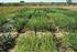 Preparo do solo e doses de nitrogênio em cobertura em arroz de terras altas 1