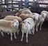 Desempenho produtivo de ovelhas submetidas a acasalamento no verão ou no outono no Norte do Paraná. Resumo. Abstract