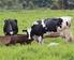 Teores proteicos em dietas para vacas Holandesas leiteiras em confinamento