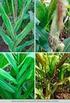 Enfezamentos vermelho e pálido: Doenças em milho causadas por molicutes. Maize bush stunt and corn stunt: Diseases of corn caused by molicutes