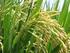 Tolerância de cultivares de mandioca aos herbicidas fomesafen e fluazifop-pbutil