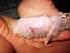 Lesões ulcerativas cutâneas em frangos de corte diagnóstico histopatológico