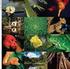 Biodiversidade da Amazônia