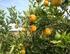 O Clima e o desenvolvimento dos citros