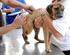 Campanha de Vacinação Antirrábica de Cães e Gatos