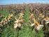 Consórcio de milho com braquiária: produção de forragem e palhada para o plantio direto
