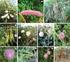 RESUMO. PALAVRAS-CHAVE: Mimosa hostilis, semente, dormência, germinação, vigor, jurema-preta. ABSTRACT