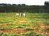 Intensidade de desfolha e produção de forragem do capim-tanzânia irrigado na primavera e no verão