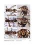 Social Wasps (Hymenoptera: Vespidae: Polistinae) of the Jaú National Park, Amazonas, Brazil
