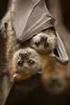 Compilação atualizada das espécies de morcegos (Chiroptera) para a Amazônia Brasileira