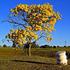 ARMAZENAMENTO DE SEMENTES DE IPÊ-AMARELO-DO-BREJO