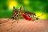Cenário Epidemiológico da Dengue no Rio Grande do Norte