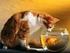 Tratamento alternativo em gatos acometidos por DITUIF