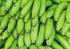 As Propriedades Funcionais da Banana Verde