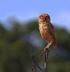 Comportamento de alarme em corujas buraqueiras (Athene cunicularia) durante o período reprodutivo no sudeste do Brasil. Giuliano Buzá Jacobucci 1