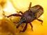 CONTROL OF MAIZE WEEVIL THROUGH HEAT TREATMENT