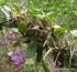 Anatomia foliar de espécies epífitas de Orchidaceae