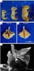 Lobação, ramificação brônquica e distribuição arterial no pulmão da cutia (Dasyprocta sp., Mammalia - Rodentia)