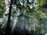 Revisão do Plano Municipal de Defesa da Floresta Contra Incêndios PMDFCI