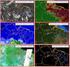 Confecção dos mosaicos das cartas de vegetação do Pantanal na escala 1: em diferentes recortes