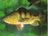 Introdução de espécies de peixes: o caso da bacia do rio Sorocaba