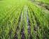 Eficiência de herbicidas na germinação de sementes de Digitaria insularis