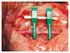 Reparação microcirúrgica de nervo facial de ratos Wistar por meio de sutura Parte II