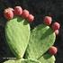 A cultura da figueira-da-índia (Opuntia ficusindica) para produção de fruto.