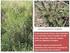 INTERFERÊNCIA DE PLÂNTULAS DE Cyperus ferax (L.) NO DESENVOLVIMENTO INICIAL DE PLANTAS DE Lactuca sativa (L.) 1