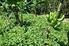 Uso de Leguminosas Herbáceas para Adubação Verde