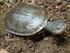 Mesoclemmys tuberculata (Luederwaldt 1926) Tuberculate Toad-headed Turtle