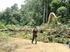 Redução da floresta do Jamanxim pode estimular desmatamento e violência no Pará, alerta MPF