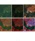 Correção radiométrica de imagens multiespectrais CBERS e Landsat ETM usando atributos de reflectância e de cor