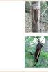 Análise anatômica do caule de Eucalyptus grandis, E. urophylla e E. grandis x urophylla: desenvolvimento da madeira e sua importância para a indústria