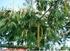 Dinâmica de Crescimento de Angico (Anadenanthera colubrina var. cebil) no Pantanal Mato-Grossense