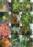 Floristic survey of the Mata do Junco Wildlife Refuge, Capela, Sergipe State, Brazil