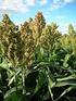 Tecnologia do sorgo. Histórico. Gramíneas: Sorghum bicolor Recente no Brasil: uso na alimentaçã. ção o humana pouco explorada Panificaçã